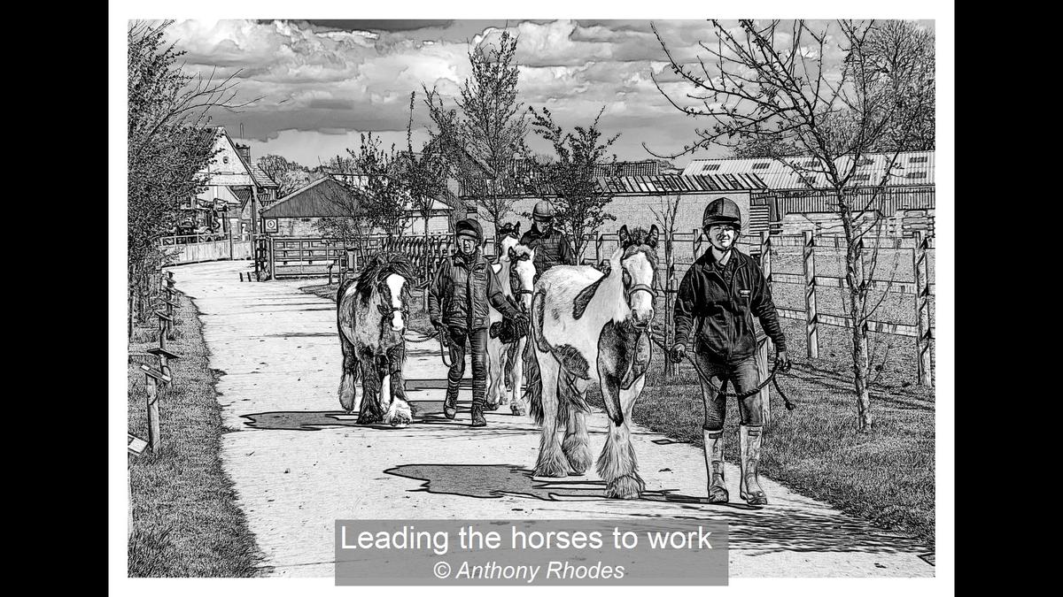 Leading the horses to work  Anthony Rhodes